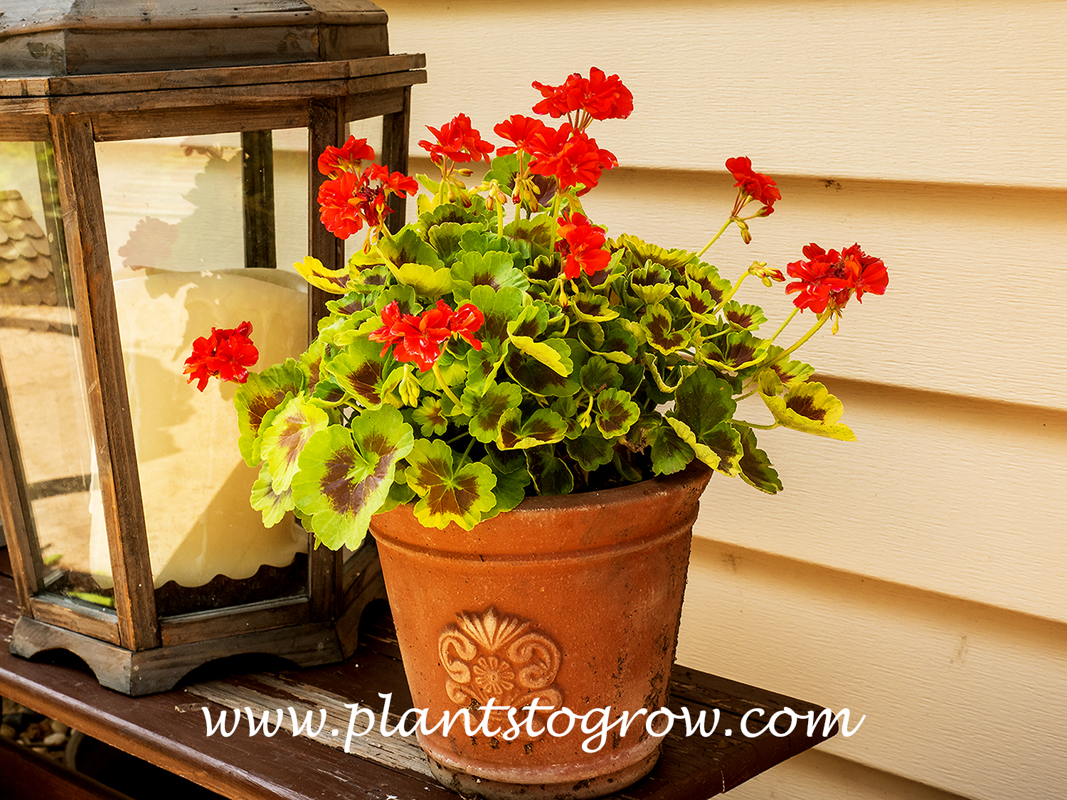 Occold Shield Geranium (Pelargonium hortorum) 
The first three pictures show a two-year-old plant with nice yellow leaves and a dark center blotch